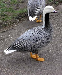 Emperor Goose